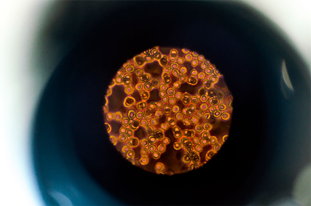 imagen de celulas